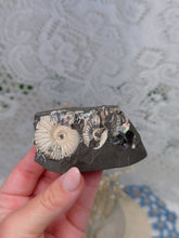 Load image into Gallery viewer, Ammonites in matrix from Russia
