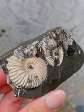 Load image into Gallery viewer, Ammonites in matrix from Russia
