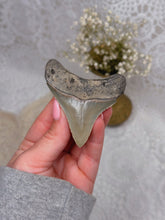 Load image into Gallery viewer, Megalodon tooth from SC
