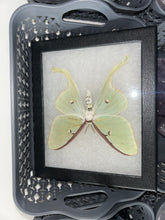 Load image into Gallery viewer, Order for @buttercupbrooke

