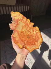 Load image into Gallery viewer, Petrified wood slab
