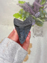 Load image into Gallery viewer, Polished Megalodon tooth
