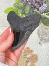 Load image into Gallery viewer, Polished Megalodon tooth (A+ grade)
