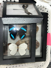 Load image into Gallery viewer, Order for @coralife1981
