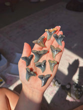 Load image into Gallery viewer, Extinct &amp; uncommon Hemipristis shark teeth from NC (you pick)
