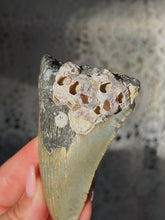 Load image into Gallery viewer, NC megalodon tooth with barnacles

