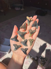 Load image into Gallery viewer, Extinct &amp; uncommon Hemipristis shark teeth from NC (you pick)
