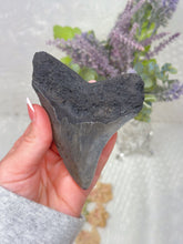 Load image into Gallery viewer, Polished Megalodon tooth (A+ grade)
