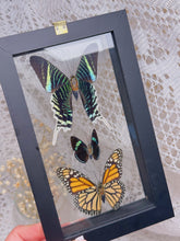 Load image into Gallery viewer, Butterflies in display case
