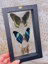 Load image into Gallery viewer, Butterflies in display case
