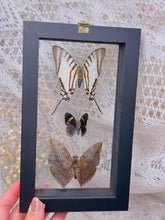 Load image into Gallery viewer, Butterflies in display case
