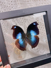 Load image into Gallery viewer, Napeocles Jucunda butterfly (2 available)
