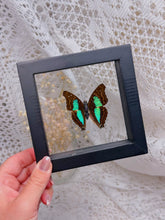Load image into Gallery viewer, Doxocopa Laurentia butterfly
