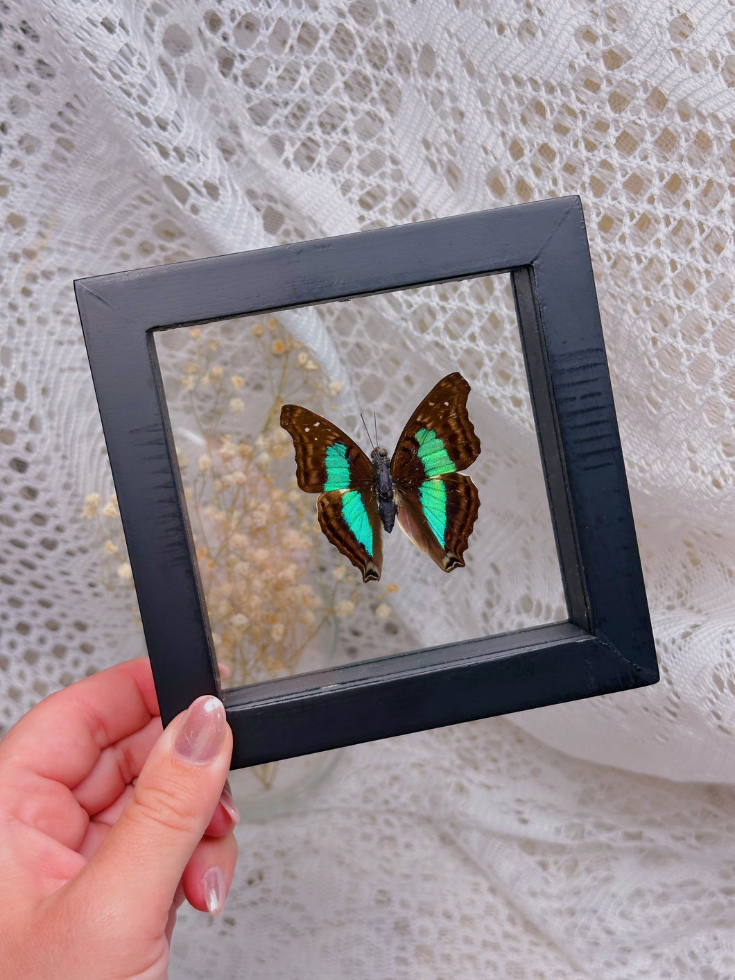 Doxocopa Laurentia butterfly