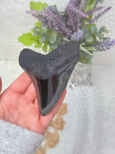 Load image into Gallery viewer, Polished Megalodon tooth (A+ grade)
