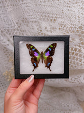 Load image into Gallery viewer, Purple Spotted Butterfly (1 left)
