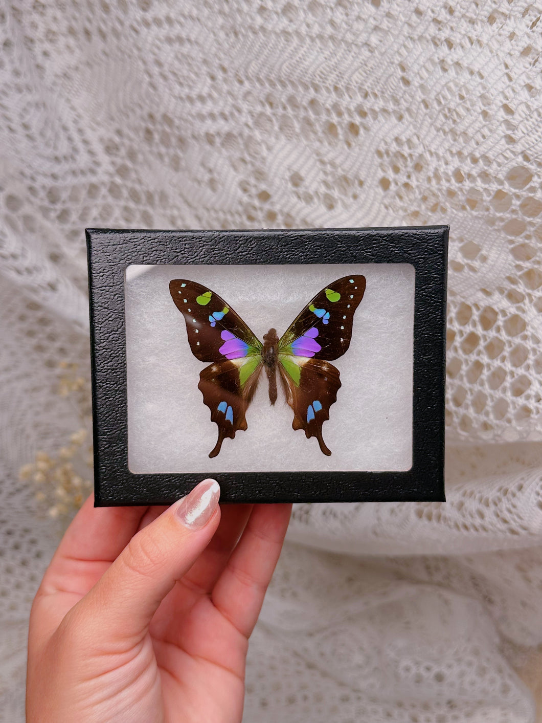 Purple Spotted Butterfly (1 left)