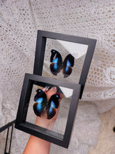 Load image into Gallery viewer, Napeocles Jucunda butterfly (2 available)
