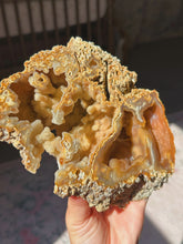 Load image into Gallery viewer, XL Crystallized/fossilized coral pair
